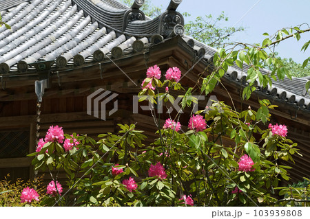 ぼたん　牡丹　長谷寺　奈良県 103939808