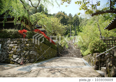 ぼたん　牡丹　長谷寺　奈良県 103939809