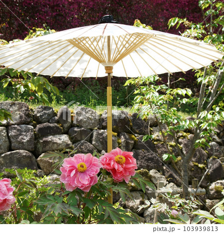 ぼたん　牡丹　長谷寺　奈良県 103939813