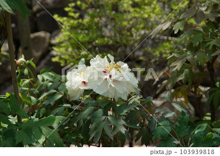 ぼたん　牡丹　長谷寺　奈良県 103939818