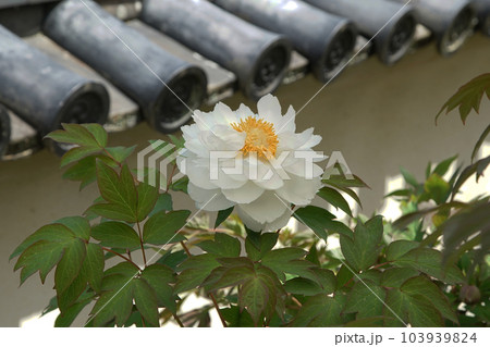 ぼたん　牡丹　長谷寺　奈良県 103939824