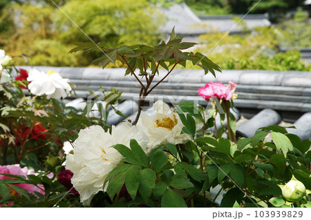 ぼたん　牡丹　長谷寺　奈良県 103939829