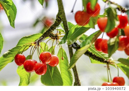 赤く実ったさくらんぼ(佐藤錦) さくらんぼ狩り 山形県東根市 赤く実ったさくらんぼ(佐藤錦) さくらんぼ狩り 山形県東根市 103940072
