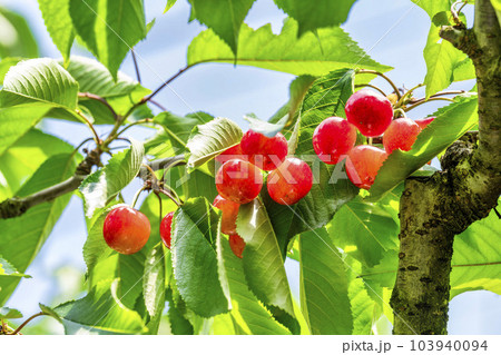 赤く実ったさくらんぼ（佐藤錦）　さくらんぼ狩り　山形県東根市 103940094