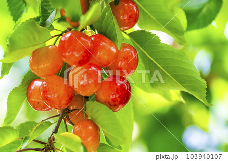 赤く実ったさくらんぼ（佐藤錦）　さくらんぼ狩り　山形県東根市 103940107