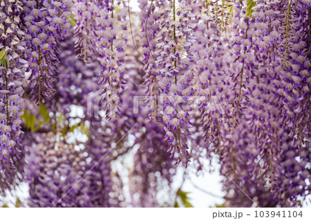 Blooming Wisteria Sinensis with scented classic purple flowersin full bloom in hanging racemes closeup. Garden with wisteria in spring Blooming Wisteria Sinensis with scented classic purple flowersin full bloom in hanging racemes closeup. Garden with wisteria in spring 103941104