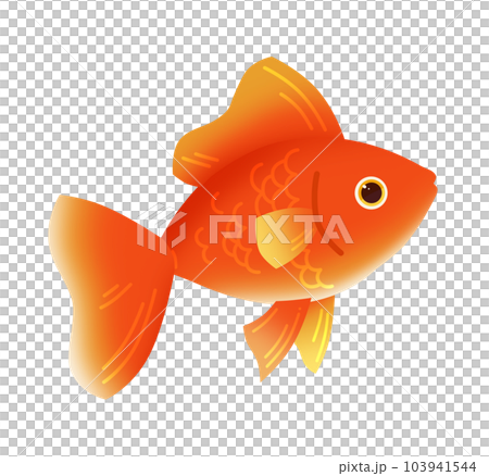 金魚插圖素材 103941544