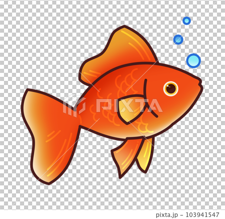 金魚 イラスト素材のイラスト素材 [103941547] - PIXTA