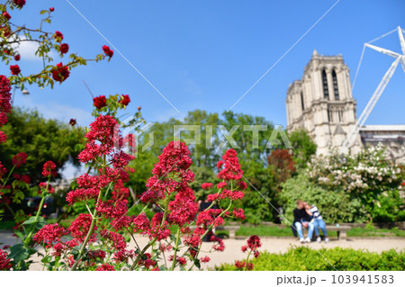 フランス、パリ。ノートルダム大聖堂近くの公園に咲く赤い花。2023年5月14日撮影。 103941583