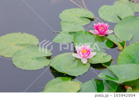 東京都江戸川区 小岩菖蒲園 蓮の花 東京都江戸川区 小岩菖蒲園 蓮の花 103942004