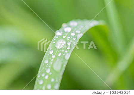 草の上に残る雨の雫 103942014