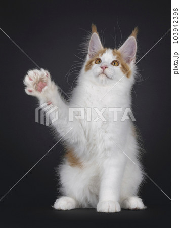 Maine Coon cat kitten on black background Maine Coon cat kitten on black background 103942398