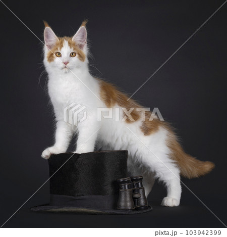 Maine Coon cat kitten on black background 103942399