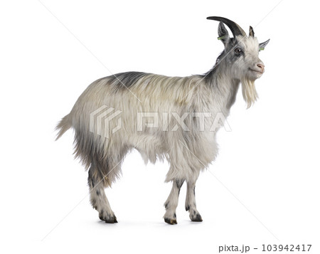Dutch landrace goat on white background Dutch landrace goat on white background 103942417