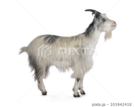 Dutch landrace goat on white background 103942418
