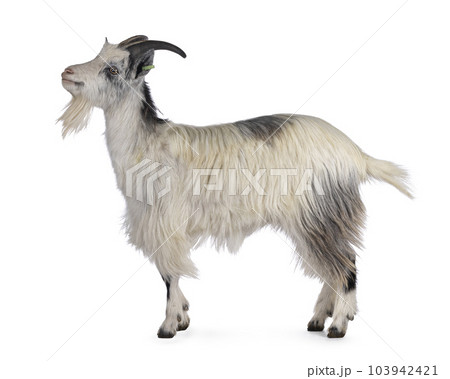 Dutch landrace goat on white background 103942421