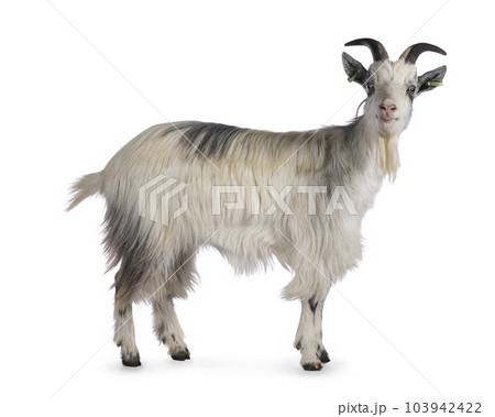 Dutch landrace goat on white background 103942422