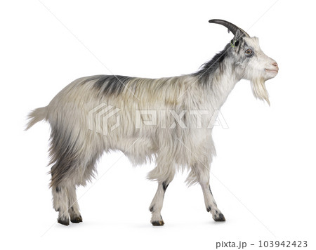 Dutch landrace goat on white background Dutch landrace goat on white background 103942423
