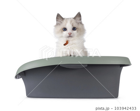 Ragdoll cat kitten on white background Ragdoll cat kitten on white background 103942433