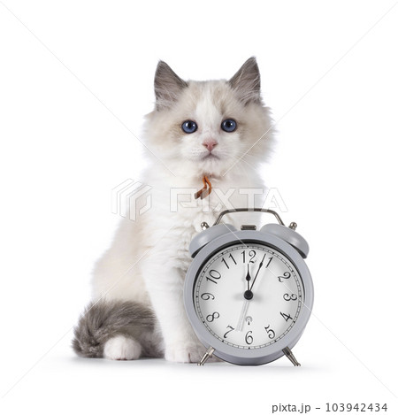 Ragdoll cat kitten on white background Ragdoll cat kitten on white background 103942434