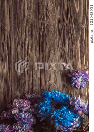 Violet, blue and pink chrysanthemum. A bouquet of chrysanthemums on wooden background with copy space. Chrysanthemum Flower Close up. 103942951