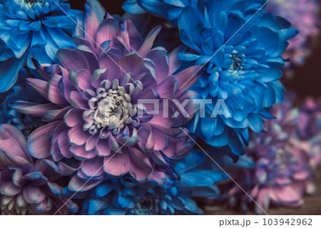 Violet, blue and pink chrysanthemum. A bouquet of chrysanthemums. Chrysanthemum Flower Close up. Violet, blue and pink chrysanthemum. A bouquet of chrysanthemums. Chrysanthemum Flower Close up. 103942962