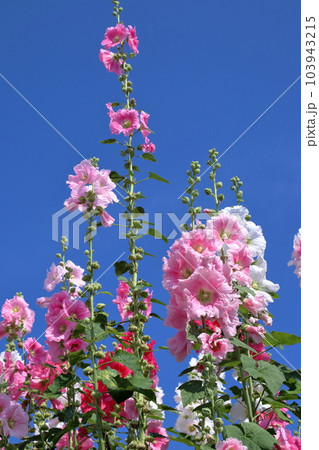 立葵 青空に向かって真っすぐ伸びる茎 (高知県 高知市) 立葵 青空に向かって真っすぐ伸びる茎 (高知県 高知市) 103943215