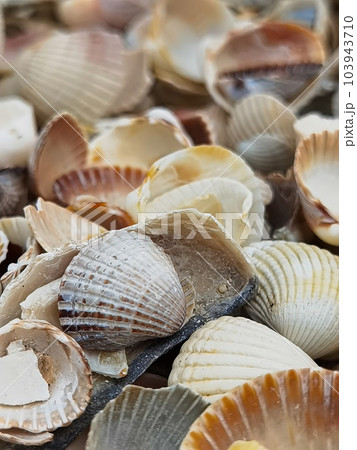 Natural Shell background, texture. Many seashells top view. Shallow dof 103943710