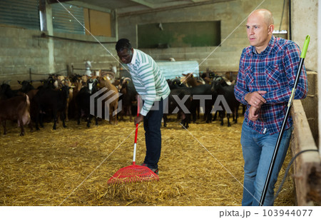 Two men working in goat barn Two men working in goat barn 103944077