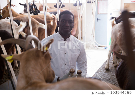 Man milking goats on farm 103944369