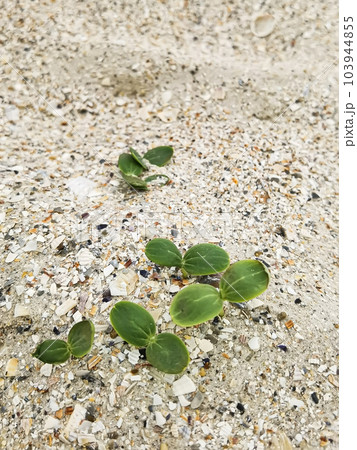 Green sprouts. Strong green sprouts. A young sprouts has sprouted in the sand on the beach. Strong growth. Life on the planet. Green sprouts. Strong green sprouts. A young sprouts has sprouted in the sand on the beach. Strong growth. Life on the planet. 103944855