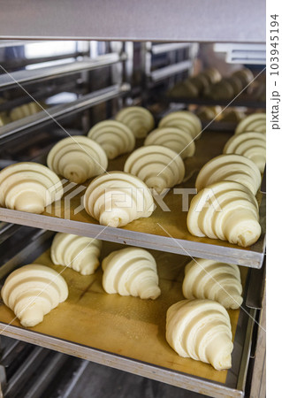 Sheet of proofed croissant dough baking Sheet of proofed croissant dough baking 103945194