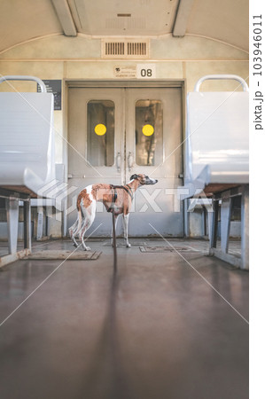 Old train carriage, grey empty seats, steel door and standing whippet dog inside. Beautiful romantic photo with copy space for design decoration, print, card, invitation. 103946011