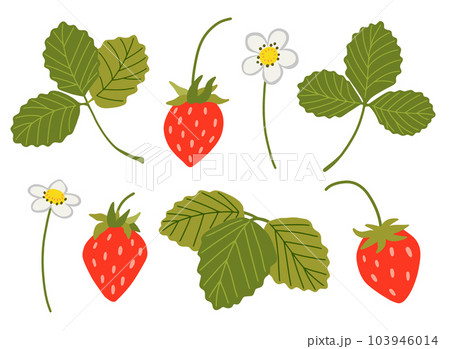 Strawberry vector set. Sweet red berries, white flowers, leaves isolated on white background. Hand drawn cartoon wild woodland strawberry illustration. Summer fruits with vitamins, healthy diet food Strawberry vector set. Sweet red berries, white flowers, leaves isolated on white background. Hand drawn cartoon wild woodland strawberry illustration. Summer fruits with vitamins, healthy diet food 103946014