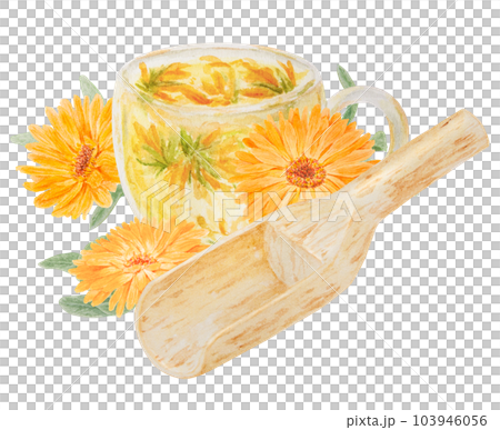 Orange calendula officinalis in wooden scoop for bulk products and cup of tea. Watercolor hand drawn illustration. Botanical element for labels, eco goods, textiles, natural herbal medcine, cosmetics Orange calendula officinalis in wooden scoop for bulk products and cup of tea. Watercolor hand drawn illustration. Botanical element for labels, eco goods, textiles, natural herbal medcine, cosmetics 103946056