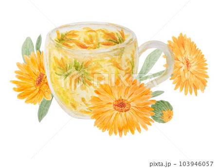 Orange calendula officinalis and a cup of herb tea. Watercolor hand drawn illustration. Botanical element for labels, eco goods, textiles, natural herbal medcine, cosmetics 103946057