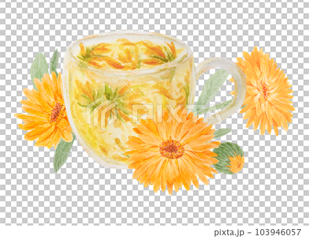 Orange calendula officinalis and a cup of herb tea. Watercolor hand drawn illustration. Botanical element for labels, eco goods, textiles, natural herbal medcine, cosmetics Orange calendula officinalis and a cup of herb tea. Watercolor hand drawn illustration. Botanical element for labels, eco goods, textiles, natural herbal medcine, cosmetics 103946057