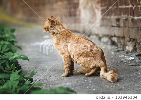 Red-haired street cat in the city yard 103946304