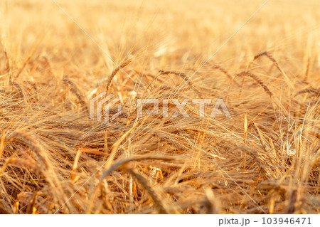 ears of yellow wheat field ears of yellow wheat field 103946471