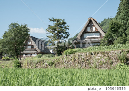 五箇山・相倉合掌造り集落（夏） 103946556