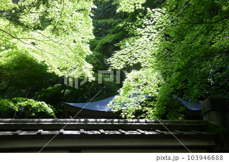 京都・南禅院の「亀山法皇廟所」ともみじ 京都・南禅院の「亀山法皇廟所」ともみじ 103946688