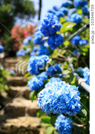 沖縄　よへなあじさい園 103946709