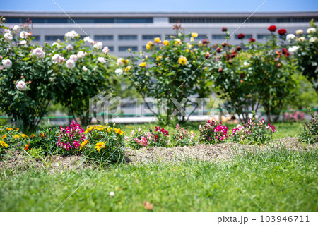 初夏の福岡東公園から見る福岡県庁 103946711