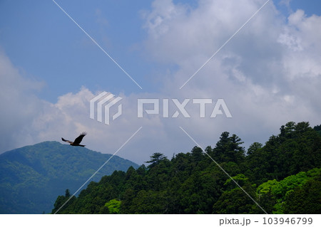 芦ノ湖から見える山と鳥(神奈川県足柄下郡箱根町) 芦ノ湖から見える山と鳥(神奈川県足柄下郡箱根町) 103946799