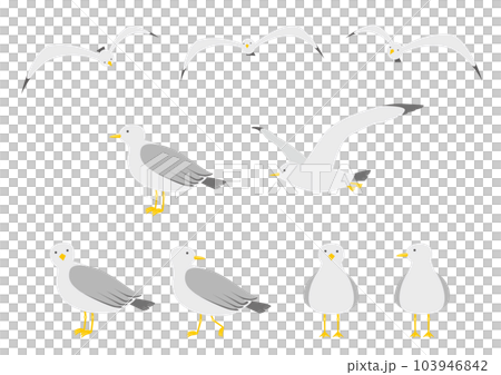 Seagull illustration set_2 103946842