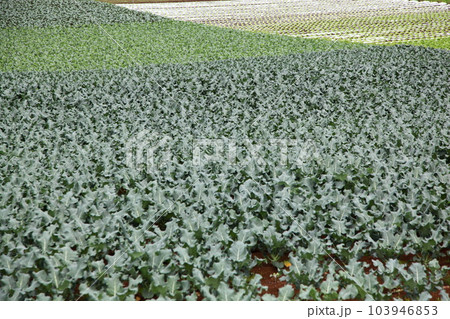 高原野菜を栽培している畑 103946853