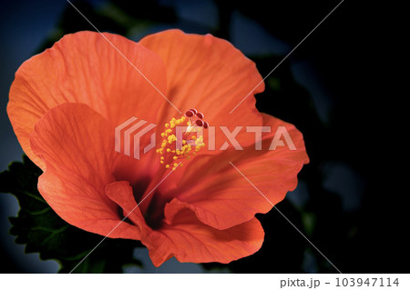 オレンジ色のハイビスカス　サマーブリーズ 103947114