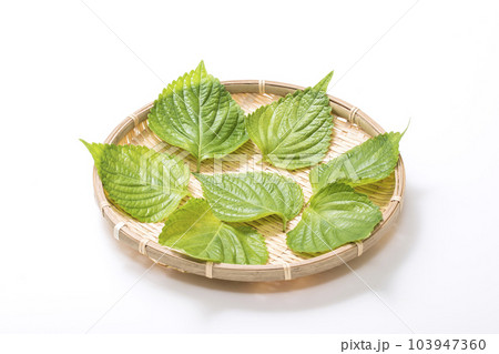 エゴマの葉　荏胡麻の葉　健康野菜 103947360