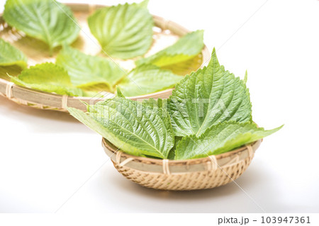 エゴマの葉　荏胡麻の葉　健康野菜 103947361
