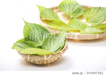 エゴマの葉　荏胡麻の葉　健康野菜 103947362